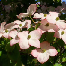 Pink dogwood blossoms in full bloom, showcasing delicate petals with rosy edges and vibrant green centers against lush foliage. Spring blooms add a touch of elegance.