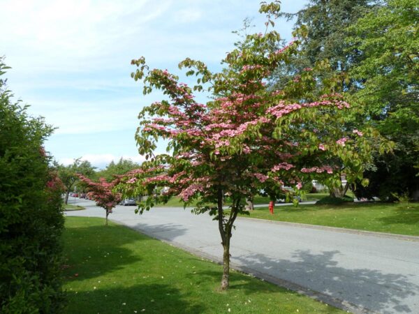 <i>Cornus kousa</i> 'Satomi'