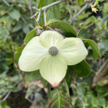 Close-up of a blooming Kousa Dogwood tree flower, showcasing its four creamy white bracts and central green cluster, surrounded by glossy green leaves.