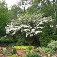 A flowering dogwood tree bursts with white blooms in a garden setting, surrounded by lush greenery and a stone-lined path.