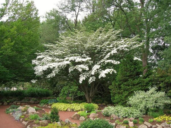 <i>Cornus kousa</i> 'Southern Cross' - Image 3