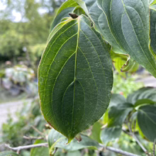Close-up of a vibrant green Cornus kousa leaf, showcasing its prominent veins and textured surface in a garden setting.