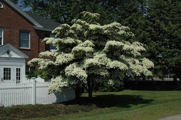 <i>Cornus kousa</i> 'Southern Cross'