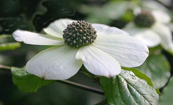 <i>Cornus nuttallii</i>