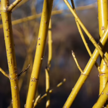 Bright yellow twigs of a golden willow provide winter garden colour. The vibrant branches stand out against a blurred natural background, bringing life to the cold season.