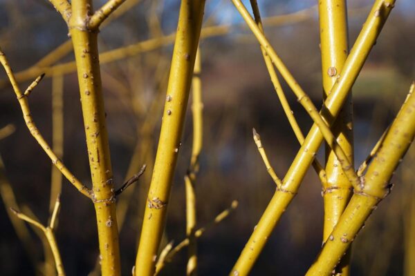 <i>Cornus sericea</i> 'Flaviramea' - Image 2