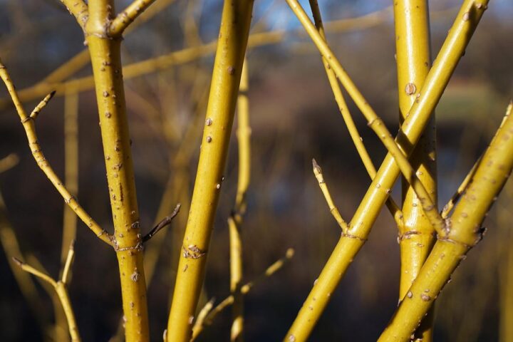 Winter Trees That Make Your Garden Feel Alive 7 Cornus sericea 'Flaviramea' stems