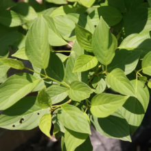Lush green leaves of a dogwood shrub, showcasing vibrant color and textured veins in a garden setting.