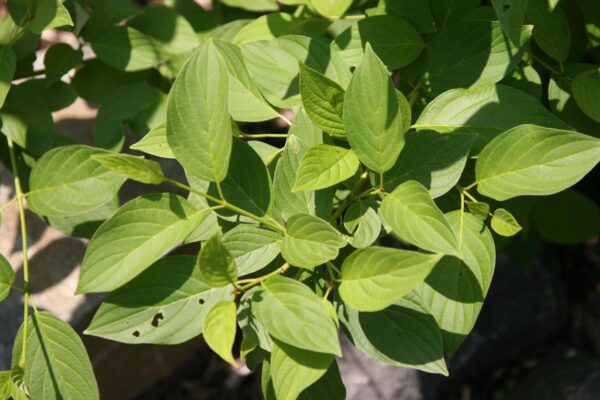 <i>Cornus sericea</i> 'Flaviramea' - Image 3