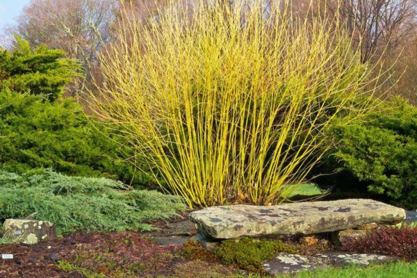 <i>Cornus sericea</i> 'Flaviramea'