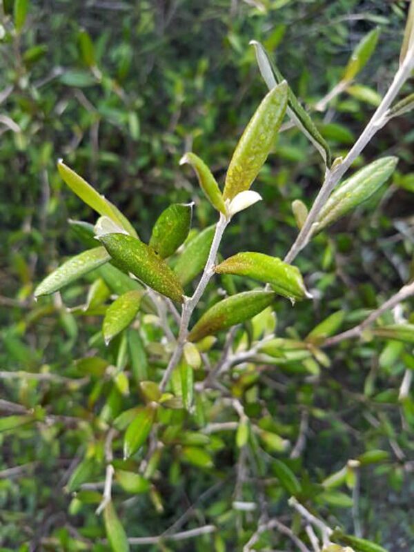 <i>Corokia</i> x <i>cheesemanii</i>