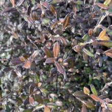 Close-up of a compact evergreen shrub with small, olive-shaped leaves in shades of green, brown, and bronze, creating a textured, natural pattern.
