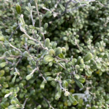 Close-up of a dense silverleaf cotoneaster shrub with small, rounded green leaves and silvery stems.