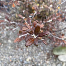 Close-up of a creeping cotoneaster plant with small, glossy, bronze-colored leaves and silvery stems, set against a blurry background of gravel and other cotoneaster plants.