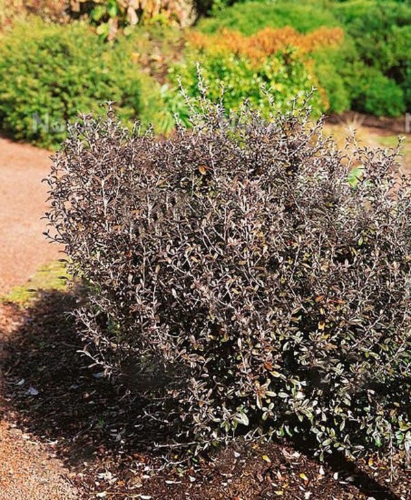 <i>Corokia</i> x <i>virgata</i> 'Frosted Chocolate'