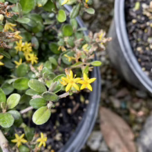 Close-up of a small, potted shrub with tiny, star-shaped yellow flowers and rounded green leaves. The plant is in a black plastic pot, with another pot visible in the background.