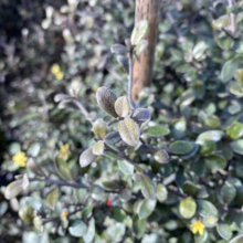 Close-up of a Corokia plant with small, silvery-green leaves and a slender, light brown stem. Tiny yellow flowers add a touch of color to this hardy shrub.