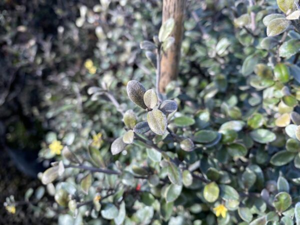 <i>Corokia</i> x <i>virgata</i> 'Geenty's Ghost' - Image 3