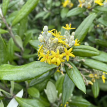 Close-up of a Hebe plant in bloom, showcasing vibrant yellow flowers clustered among glossy green leaves. The plant's buds are a soft, gray-green, creating a beautiful contrast.