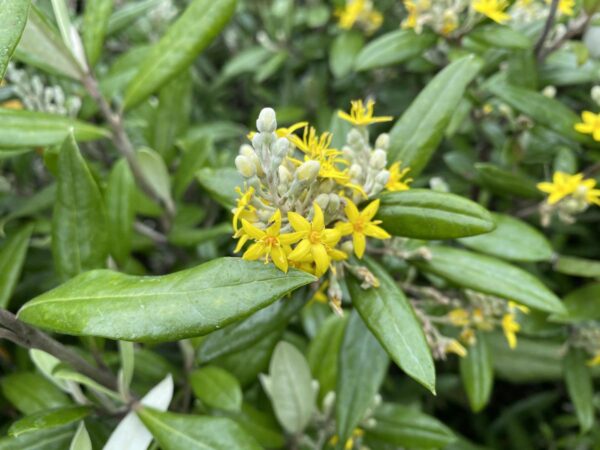 <i>Corokia</i> x <i>virgata</i> 'Geenty's Giant' - Image 2