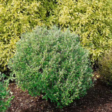 Globe-shaped silverberry shrub with small green leaves, set against a backdrop of golden foliage. A compact, rounded evergreen provides texture and year-round interest in the garden.