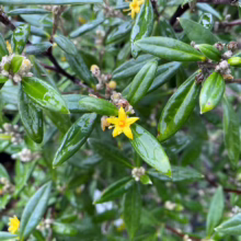 Close-up of a Corokia plant featuring glossy green leaves and small, bright yellow star-shaped flowers. The plant's branches are visible, showcasing its dense foliage and delicate blossoms.