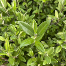 Close-up of glossy, vibrant green leaves on a shrub. The leaves are small and oval-shaped, densely packed on the plant's branches, creating a lush, verdant texture.