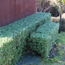 Neatly trimmed green hedge against a weathered metal wall in a garden setting. The hedge is precisely shaped, showcasing landscaping and garden design.