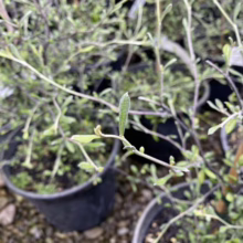 Close-up of a potted Corokia plant with small, silvery-green leaves and wiry branches, showcasing its delicate texture and unique appearance.