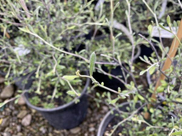 <i>Corokia</i> x <i>virgata</i> 'Mangatangi' - Image 2