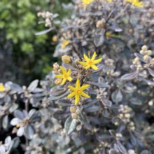 Close-up of a silver bush featuring small, bright yellow flowers. The plant's unique silvery foliage contrasts with the vibrant blooms, creating a striking visual.