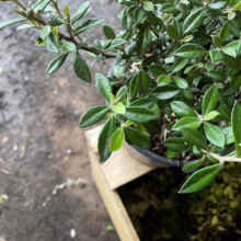 Close-up of a small, potted shrub with glossy green leaves on a wooden surface.