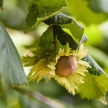 Ripe hazelnut still on the tree, nestled in its green husk among vibrant leaves. A close-up shot showcasing the texture and color of this autumn nut.