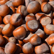 Pile of fresh hazelnuts in their shells. The nuts are various shades of brown, some with a light dusting of soil, ready to be cracked and enjoyed.