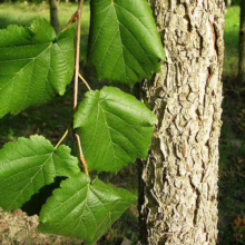 Close-up of American Hornbeam tree bark and vibrant green leaves. The textured gray bark contrasts with the smooth, heart-shaped leaves, showcasing the tree's natural beauty.
