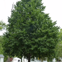A lush, green tree stands tall on a grassy lawn next to a street with a stop sign. The tree's full canopy dominates the view, offering shade and a sense of natural beauty in a suburban setting.