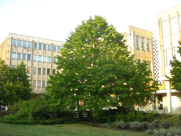 <i>Corylus colurna</i>