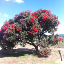 A vibrant flowering gum tree bursts with red blossoms against a clear blue sky. The tree stands in a field near a vineyard, casting a shadow on the grassy ground.
