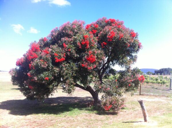 <i>Corymbia ficifolia</i> - Image 2