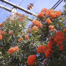 Brilliant orange eucalyptus blossoms burst against a bright blue sky, contrasting with the green foliage. Power lines and a wooden utility pole add an urban touch to this vibrant scene of nature.