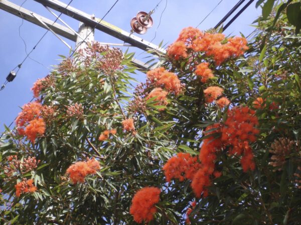 <i>Corymbia ficifolia</i> - Image 3