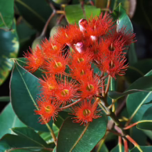 Close-up of vibrant red eucalyptus flowers in bloom, surrounded by glossy green leaves. The Australian native plant showcases its unique, spiky floral structure and potential medicinal properties.
