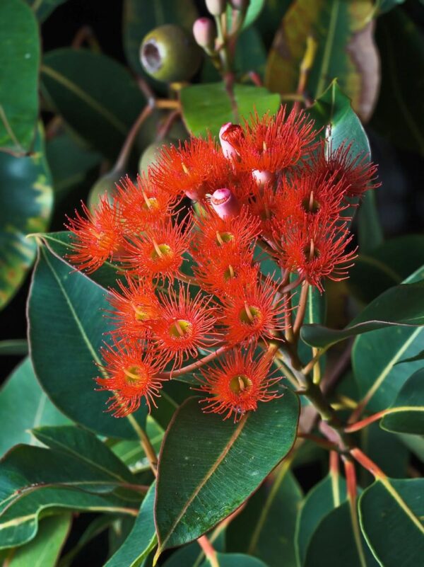 <i>Corymbia ficifolia</i> - Image 4