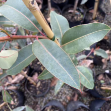 Close-up of a young Eucalyptus tree in a nursery pot, featuring its distinctive blue-green leaves with red edges and stems. Bamboo stake provides support.