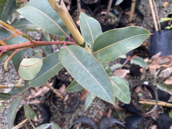 <i>Corymbia ficifolia</i> - Image 5