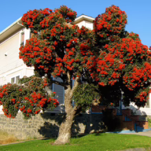 Lush pohutukawa tree in full bloom with vibrant red flowers against a white house. The tree's unique shape and bright color create a striking contrast in this residential landscape.