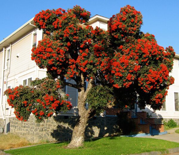 <i>Corymbia ficifolia</i> - Image 6