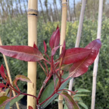 Close-up of a Red Robin plant's vibrant red new growth against a backdrop of bamboo stakes and lush green foliage. The glossy leaves add a splash of color to the garden.