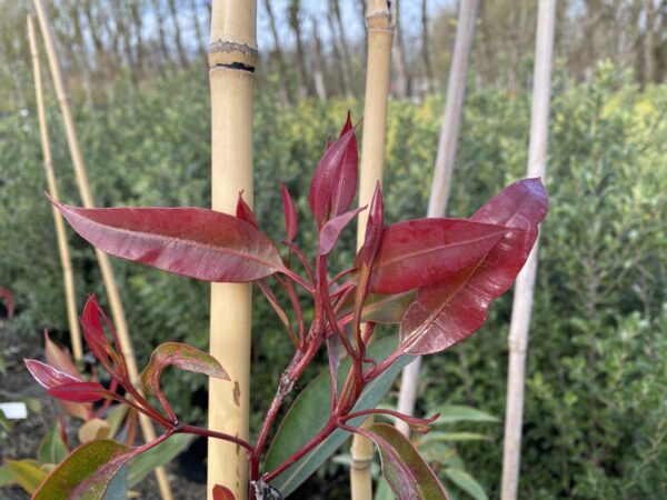 <i>Corymbia ficifolia</i> - Image 7