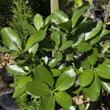Lush, glossy green leaves of a rhododendron bush fill the frame, potted in a black container. A small evergreen tree and mulch are visible in the background, showcasing the plant's vibrant foliage.